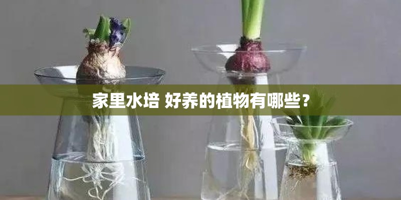 家里水培 好养的植物有哪些？