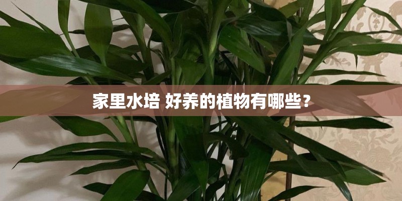 家里水培 好养的植物有哪些？