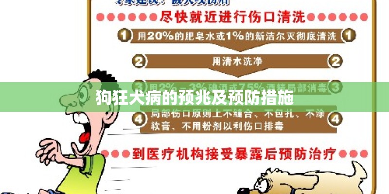狗狂犬病的预兆及预防措施