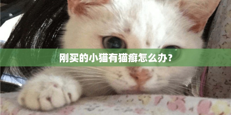 刚买的小猫有猫癣怎么办? 刚买的小猫有猫癣怎么办?