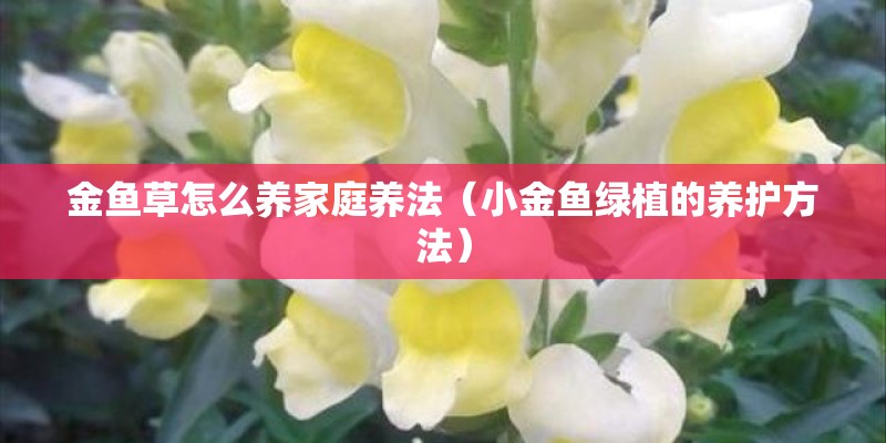 金鱼草怎么养家庭养法（小金鱼绿植的养护方法）