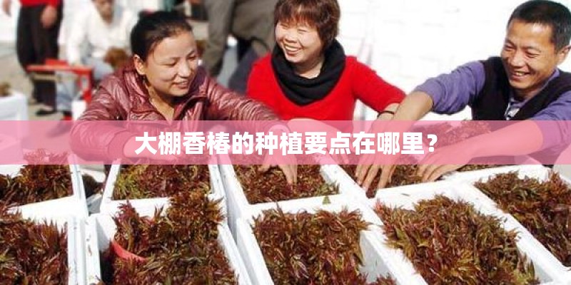 大棚香椿的种植要点在哪里？