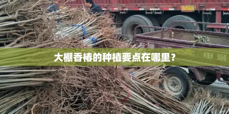 大棚香椿的种植要点在哪里？
