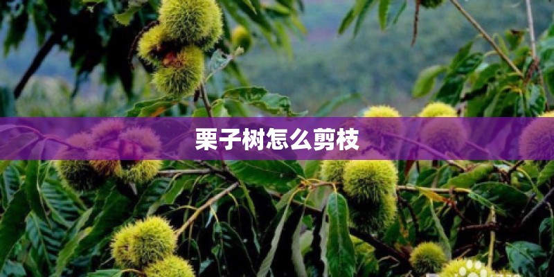 栗子树怎么剪枝