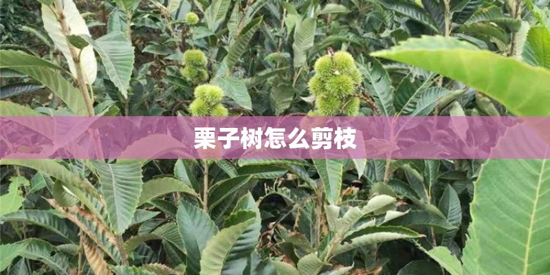 栗子树怎么剪枝