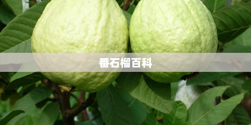 番石榴百科