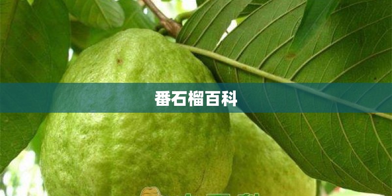 番石榴百科