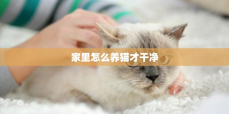 家里怎么养猫才干净 家里怎么养猫才干净