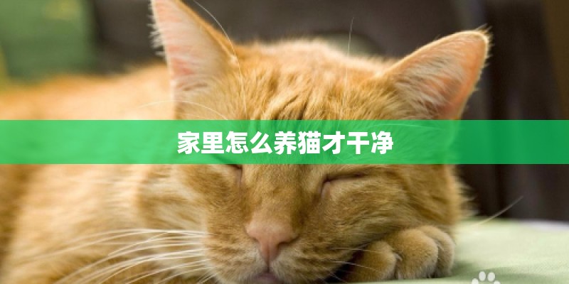 家里怎么养猫才干净 家里怎么养猫才干净