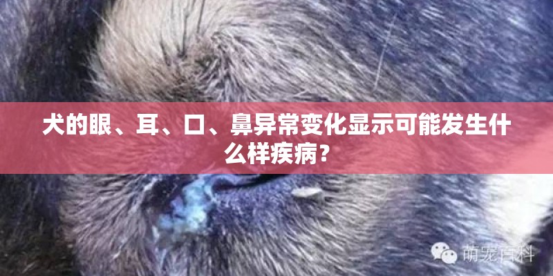 犬的眼、耳、口、鼻异常变化显示可能发生什么样疾病？