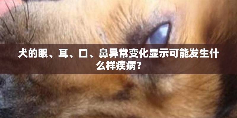 犬的眼、耳、口、鼻异常变化显示可能发生什么样疾病？