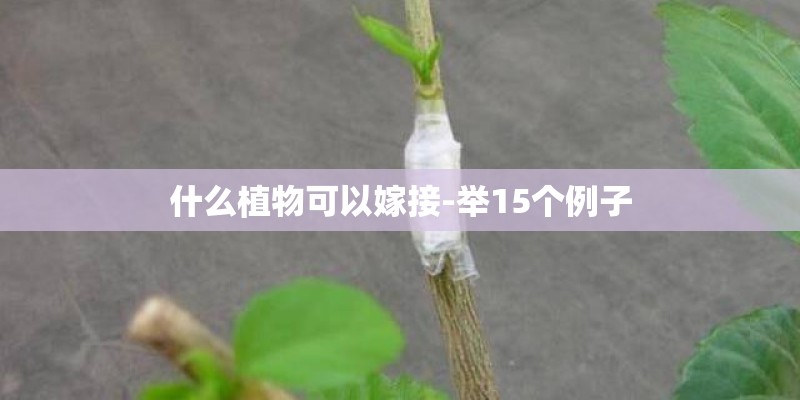 什么植物可以嫁接-举15个例子
