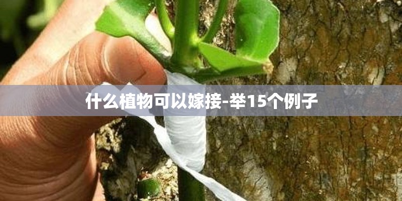 什么植物可以嫁接-举15个例子