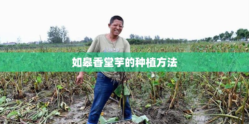 如皋香堂芋的种植方法