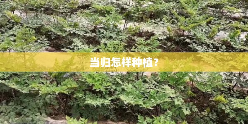 当归怎样种植？