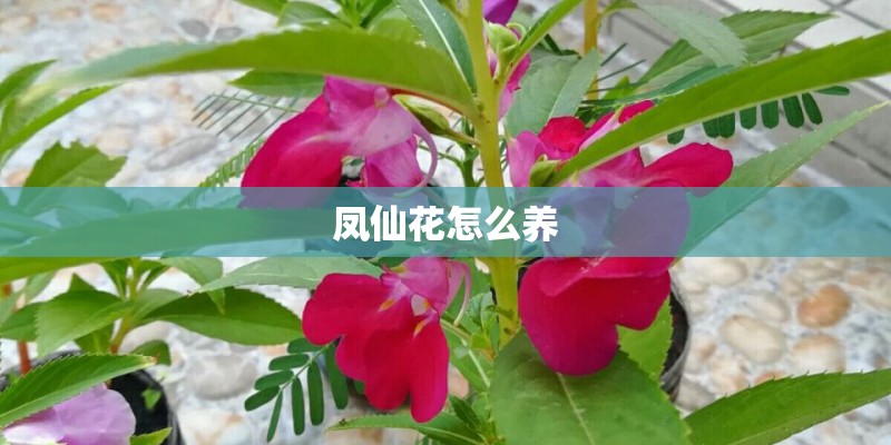 凤仙花怎么养