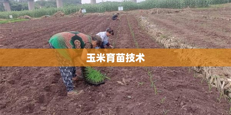 玉米育苗技术