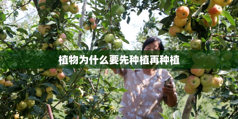 植物为什么要先种植再种植 植物为什么要先种植再种植