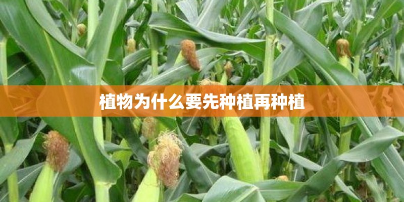植物为什么要先种植再种植 植物为什么要先种植再种植