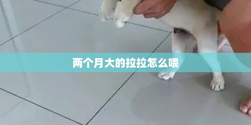 两个月大的拉拉怎么喂 两个月大的拉拉怎么喂