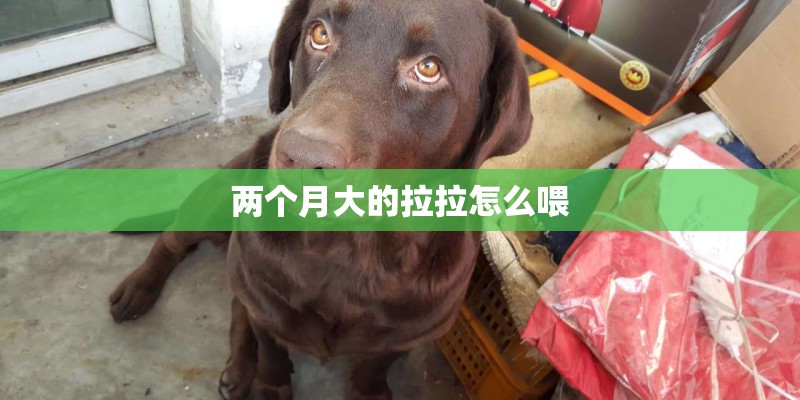 两个月大的拉拉怎么喂 两个月大的拉拉怎么喂