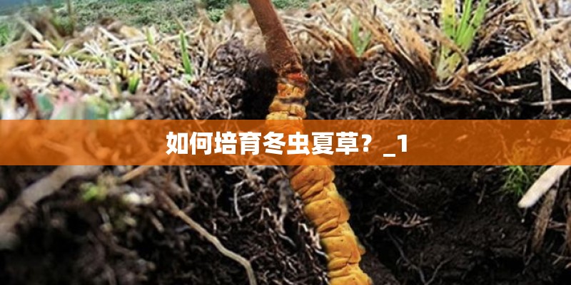 如何培育冬虫夏草？_1