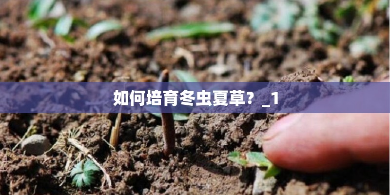 如何培育冬虫夏草？_1