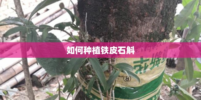 如何种植铁皮石斛