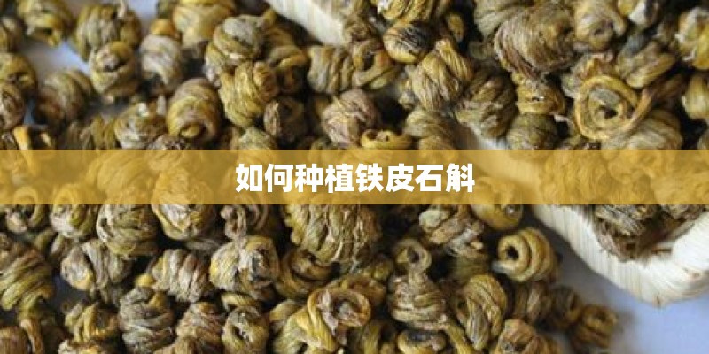 如何种植铁皮石斛