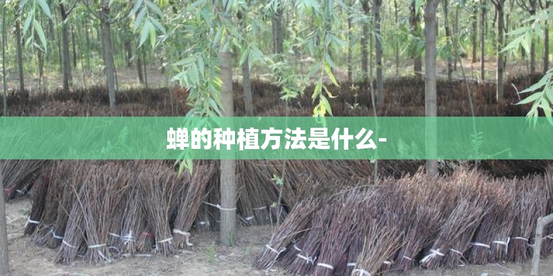 蝉的种植方法是什么-