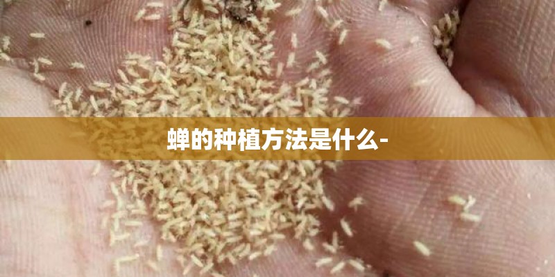蝉的种植方法是什么-