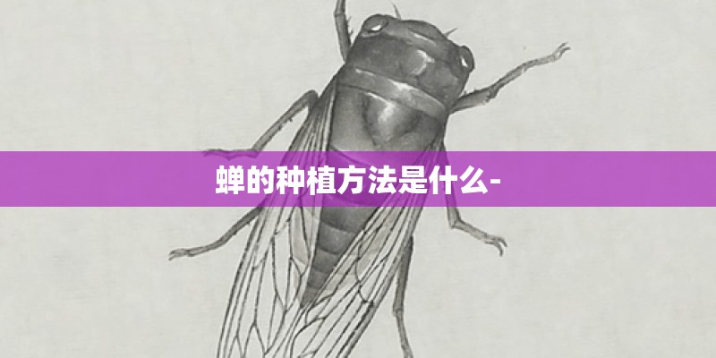 蝉的种植方法是什么-