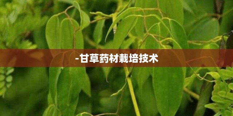 -甘草药材栽培技术