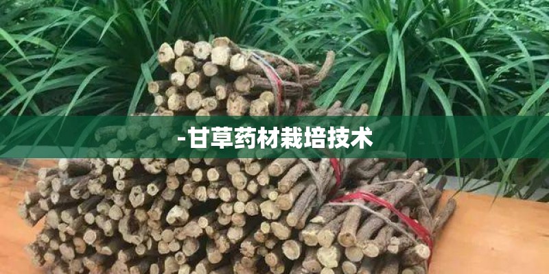 -甘草药材栽培技术