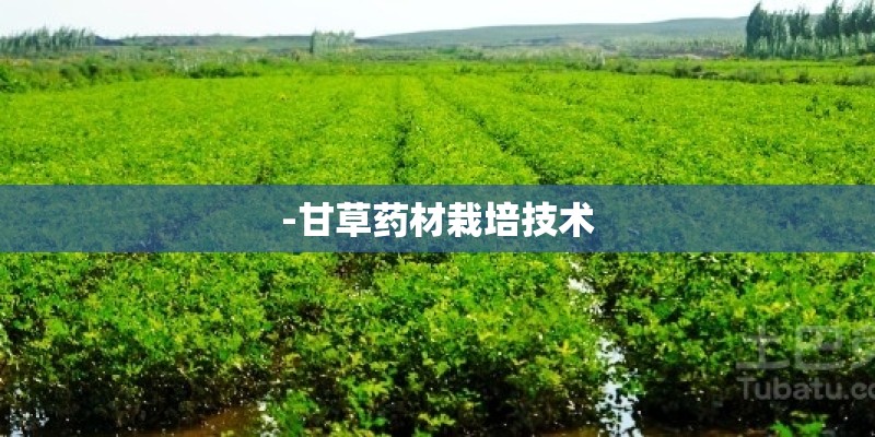 -甘草药材栽培技术
