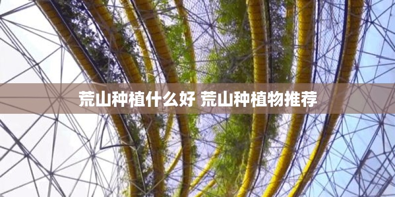 荒山种植什么好 荒山种植物推荐