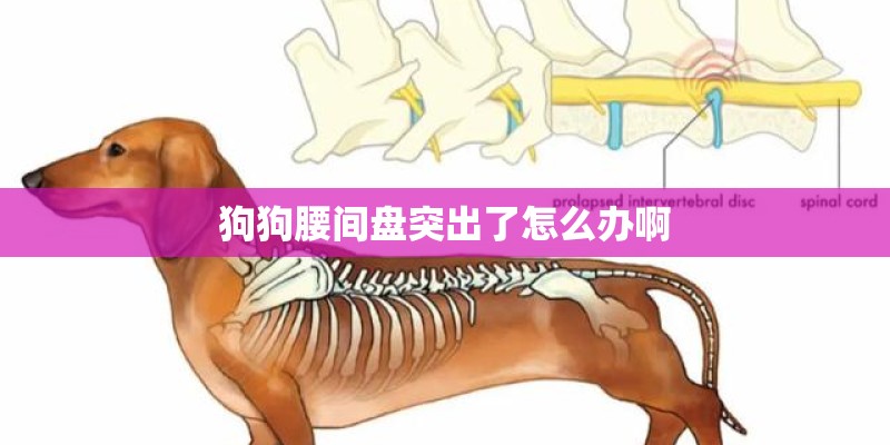 狗狗腰间盘突出了怎么办啊