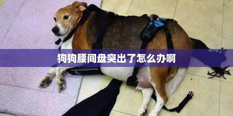 狗狗腰间盘突出了怎么办啊