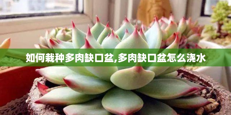 如何栽种多肉缺口盆,多肉缺口盆怎么浇水