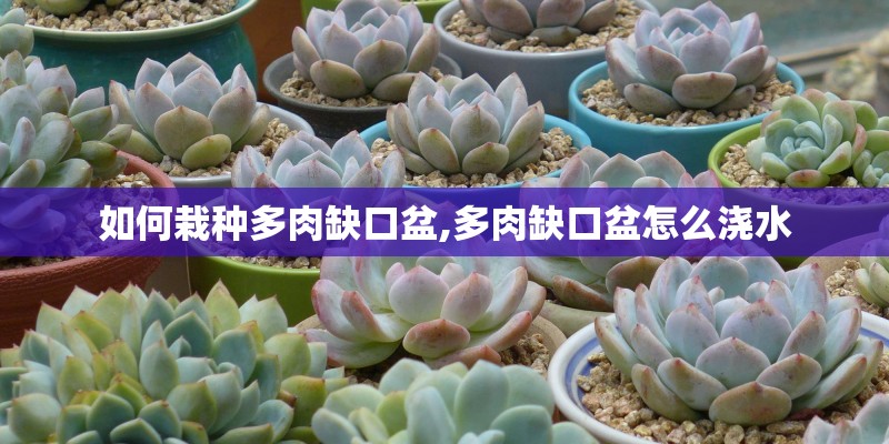 如何栽种多肉缺口盆,多肉缺口盆怎么浇水