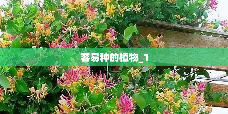 容易种的植物_1