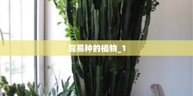 容易种的植物_1