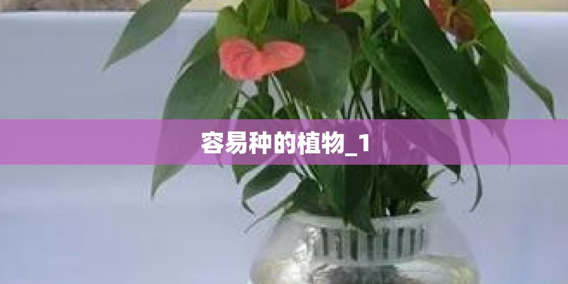 容易种的植物_1