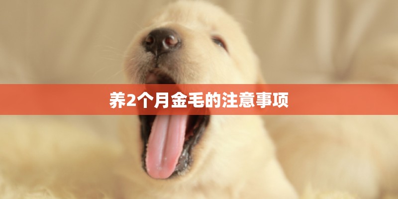 养2个月金毛的注意事项