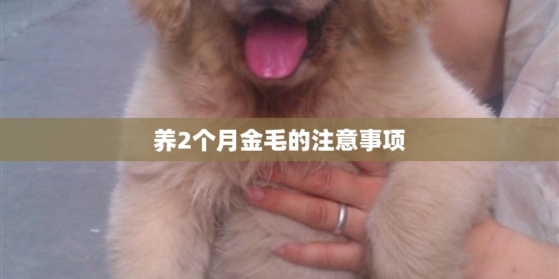 养2个月金毛的注意事项