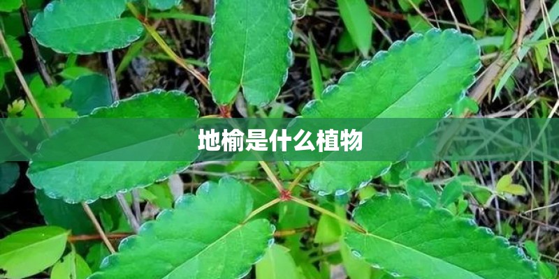 地榆是什么植物