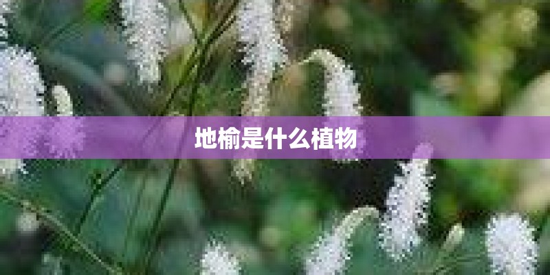 地榆是什么植物