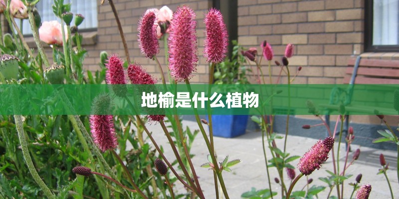 地榆是什么植物