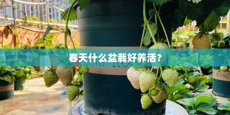 春天什么盆栽好养活？