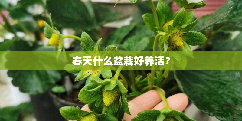 春天什么盆栽好养活? 春天什么盆栽好养活?